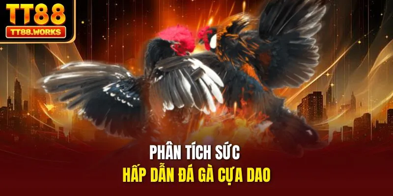 Phân tích sức hấp dẫn đá gà cựa dao