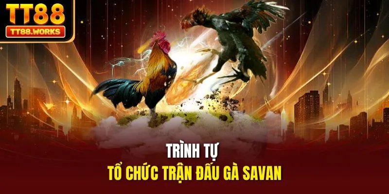 Trình tự tổ chức trận đấu gà Savan